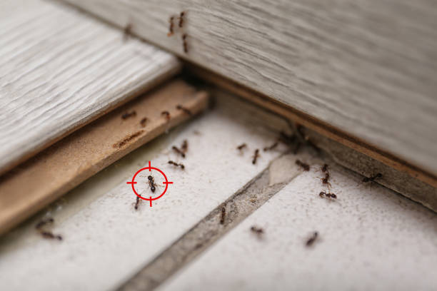 Best Bed Bug Extermination  in Simsbury Center, CT